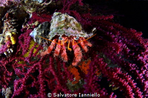 orange and red by Salvatore Ianniello 
